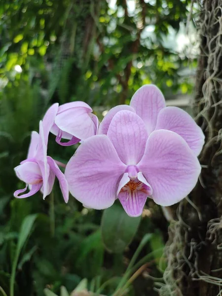 Орхидеи Малиновыми Лепестками Воздушными Корнями Тропической Оранжерее Окруженной Тропическими Растениями — стоковое фото