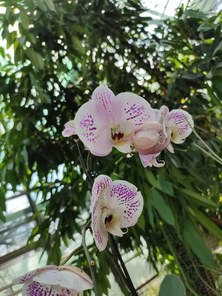 Orchid White Petals Purple Trim Yellow Lip Tropical Plant Greenhouse — 스톡 사진