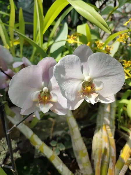 Белые Лепестки Орхидей Желтыми Мозолями Вегетативной Среде Тропической Оранжерее Растений — стоковое фото