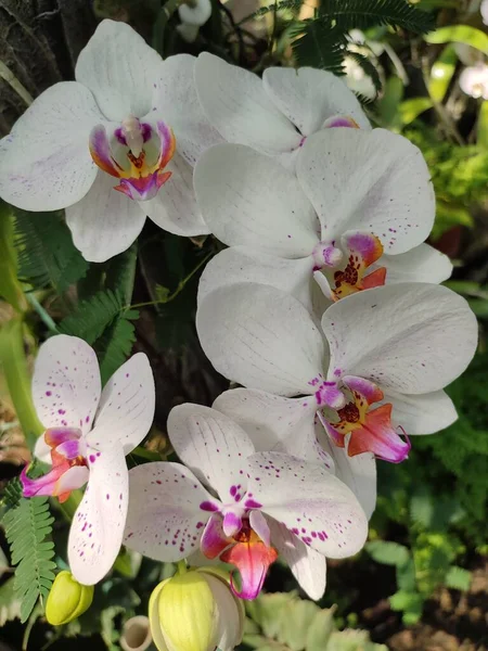 Орхидея Белыми Чашечками Пемалиями Фиолетовая Губа Желтые Пятнистые Мозоли Тропической — стоковое фото