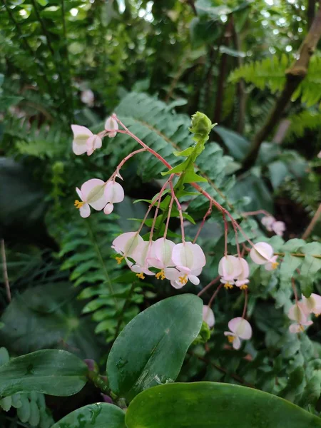 Light Pink Flowers Orchid Family Tropical Greenhouse Plant Environment — Fotografia de Stock