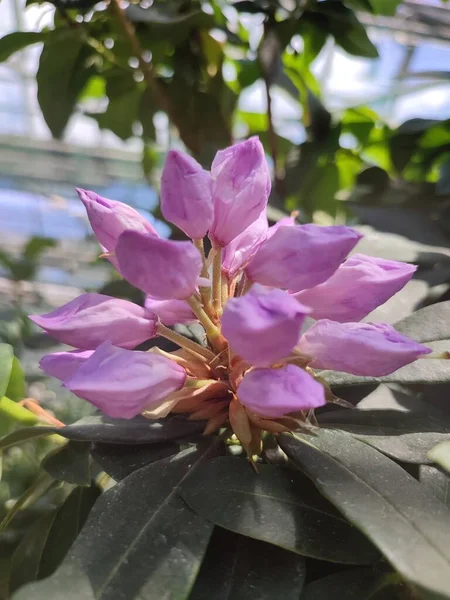 Rhododendron Rose Fleurs Dans Une Serre Tropicale Entourée Plantes Climat — Photo