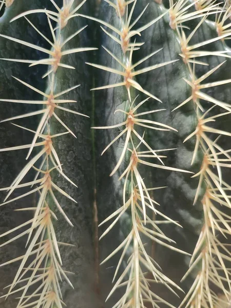 Cactus Equinocactus Grande Con Espinas Grandes Invernadero Plantas Tropicales Plantas — Foto de Stock