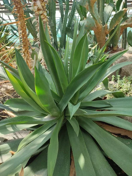 Tropik bitkilerle çevrili tropikal bitki serasında çöl.