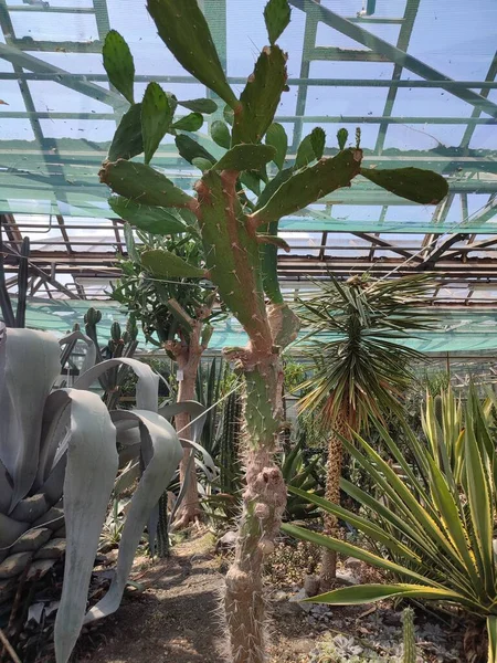 Velký Pichlavý Hruškový Kaktus Trny Tropickém Skleníku Rostlin Rostlinném Prostředí — Stock fotografie
