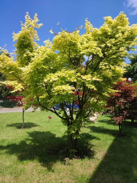 Árvore Bordo Com Folhas Amarelas Jardim Cercado Por Grama Dia — Fotografia de Stock