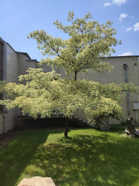 Bahçesinde sarı yaprakları olan akçaağaç güneşli bir yaz gününde çimlerle çevrili.