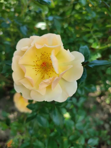 Arbusto Uma Família Amarela Aumentou Jardim Floração Verão — Fotografia de Stock