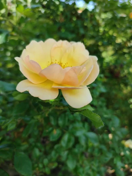Ein Strauch Einer Gelben Familie Stieg Einem Blühenden Sommergarten — Stockfoto