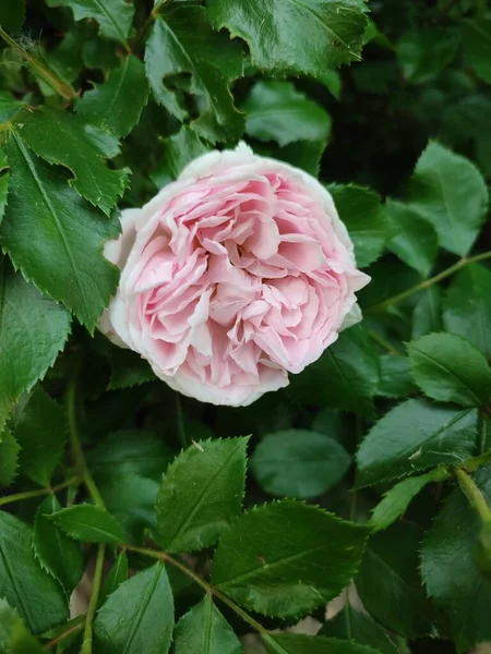 照片显示 在白天 树莓色的家庭会在玫瑰丛中生长 多得是树叶 季节春天 开花高峰期的花朵 — 图库照片