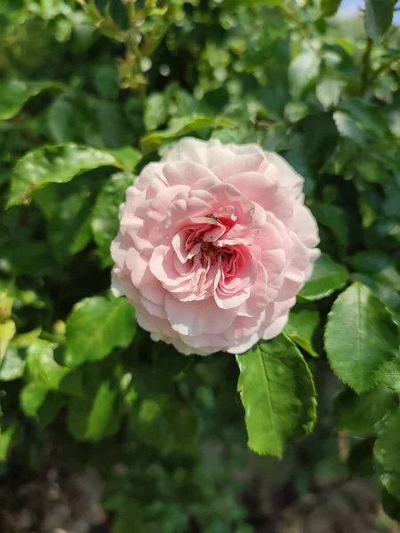 写真は日中にラズベリー色の家族のバラの茂みを示しています 葉が豊富です 開花のピーク時の花 — ストック写真