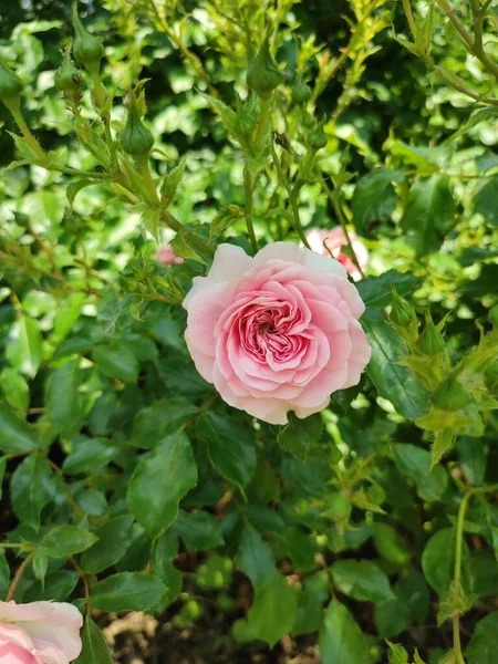 写真は日中にラズベリー色の家族のバラの茂みを示しています 葉が豊富です 開花のピーク時の花 — ストック写真