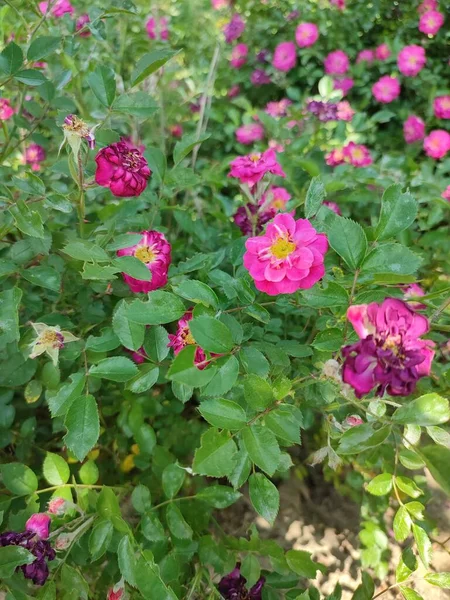 Fotoğraf, gündüz vakti ahududu renkli aile gül çalılarını gösteriyor. Yaprak bolluğu içinde. Mevsim ilkbahar, yaz. Çiçeklerin zirvesindeki çiçekler.