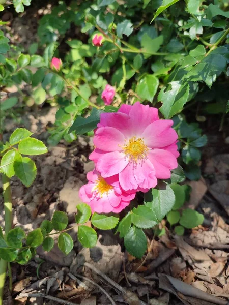 Zdjęciu Malinowe Krzewy Róży Ciągu Dnia Obfitości Liści Sezon Wiosna — Zdjęcie stockowe