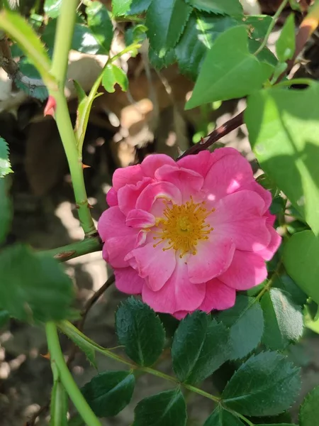 写真は日中にラズベリー色の家族のバラの茂みを示しています 葉が豊富です 開花のピーク時の花 — ストック写真