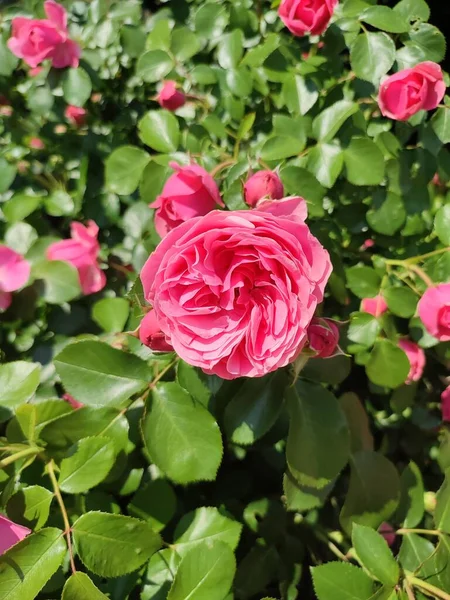 写真は日中にラズベリー色の家族のバラの茂みを示しています 葉が豊富です 開花のピーク時の花 — ストック写真