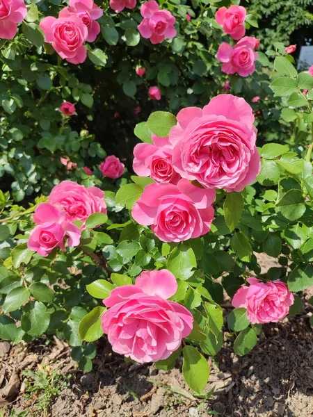 Photo Shows Raspberry Colored Family Rose Bushes Daytime Abundance Leaves — Stock Photo, Image