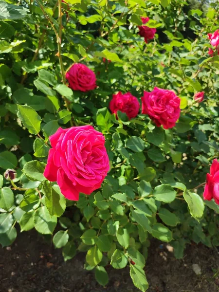 Foto Mostra Arbustos Rosas Familiares Cor Framboesa Durante Dia Abundância — Fotografia de Stock