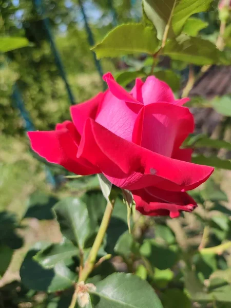 Photo Shows Raspberry Colored Family Rose Bushes Daytime Abundance Leaves — Stock Photo, Image