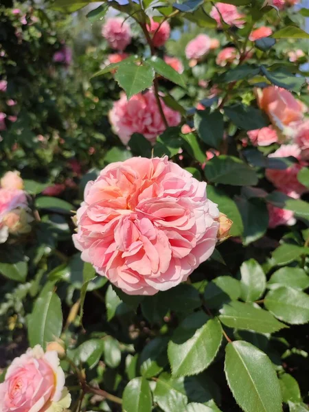 写真は日中にラズベリー色の家族のバラの茂みを示しています 葉が豊富です 開花のピーク時の花 — ストック写真