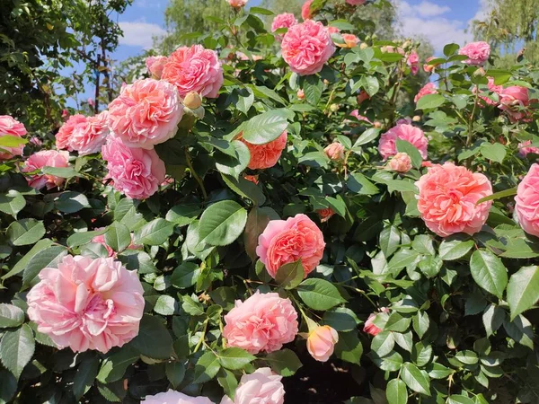 写真は日中にラズベリー色の家族のバラの茂みを示しています 葉が豊富です 開花のピーク時の花 — ストック写真