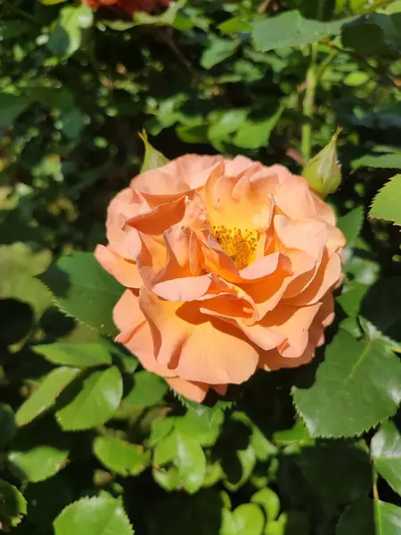 Апельсиновая Роза Цветущем Летнем Саду — стоковое фото