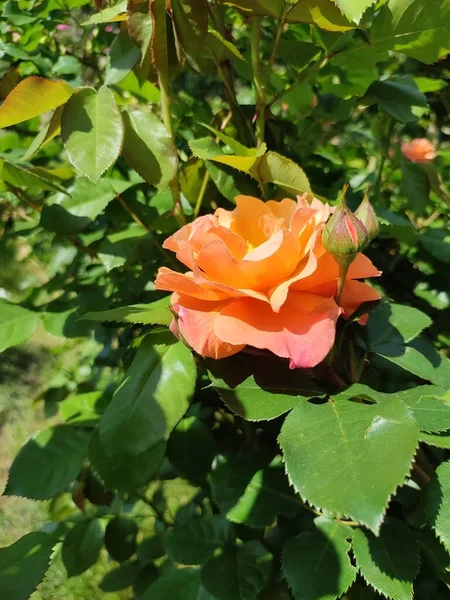 Pomarańczowa Róża Kwitnącym Letnim Ogrodzie Różanym — Zdjęcie stockowe