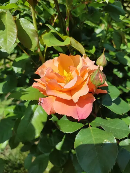 Πορτοκαλί Τριαντάφυλλο Ανθισμένο Κήπο Τριαντάφυλλο Καλοκαίρι — Φωτογραφία Αρχείου
