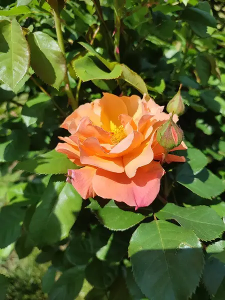 Rosa Arancione Fioritura Giardino Rose Estive — Foto Stock