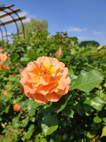 Oranje Roos Bloeiende Zomer Rozentuin — Stockfoto