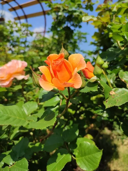 夏に咲くオレンジ色のバラ園 — ストック写真