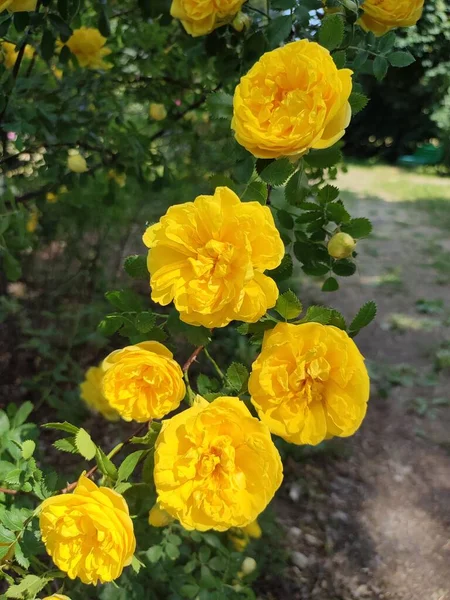Krzak Żółtej Rodziny Podniósł Się Letnim Kwitnącym Ogrodzie — Zdjęcie stockowe
