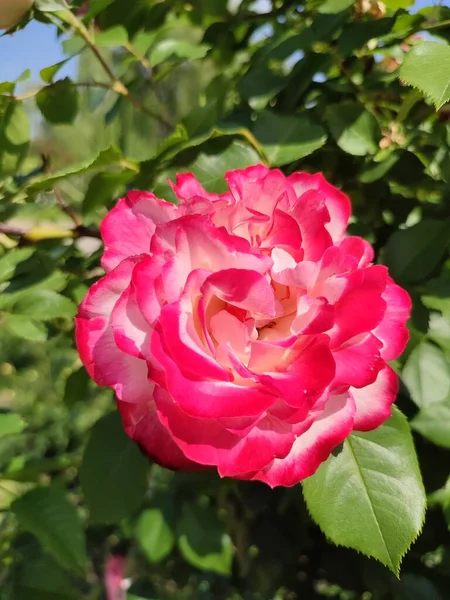 Writing Rose White Pink Gradient Petals Blooming Summer Rose Garden — Stock Photo, Image