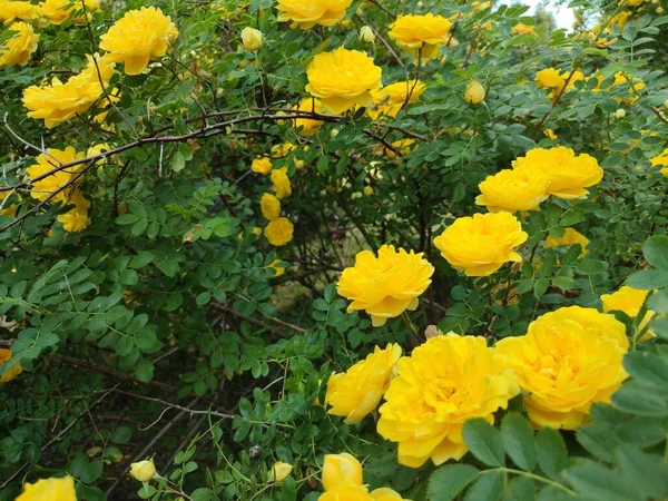 夏の開花庭に黄色の家族の茂みが立ち上がりました — ストック写真