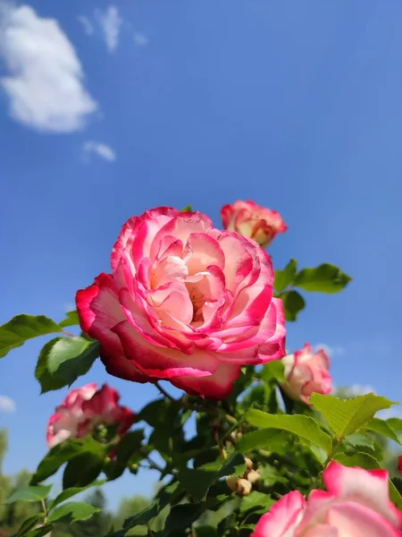 夏に白ピンクのグラデーションの花弁を咲かせるバラ園 — ストック写真