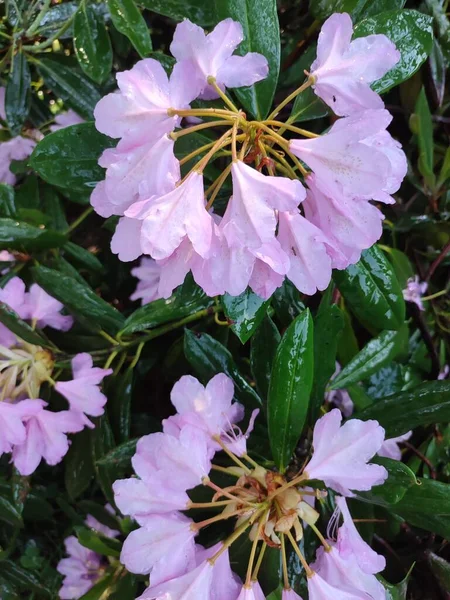 Fiori Rododendro Rosa Ambiente Vegetale Giardino Dei Fiori — Foto Stock