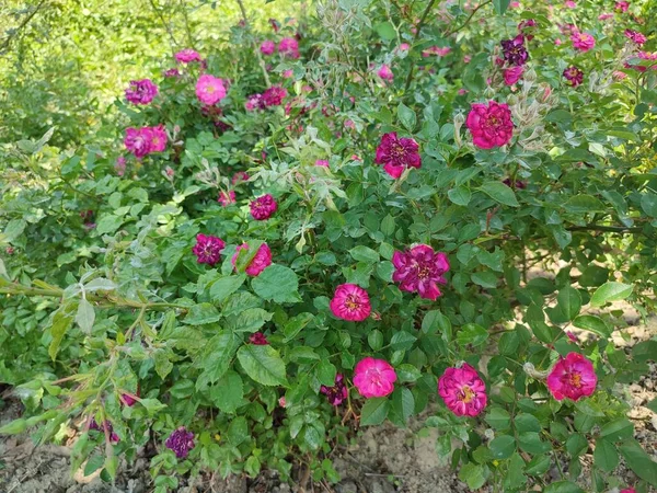 Foto Mostra Arbustos Rosas Familiares Cor Framboesa Durante Dia Abundância Imagens Royalty-Free
