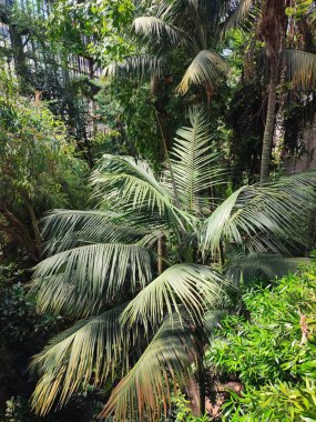 Lepidozamia hope - tropikal bir seradaki bitkisel ortamda tropikal palmiye ağacı