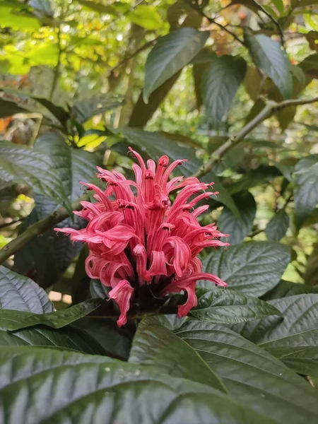 Brazilian Plume Flower Justicia Carnea Tropical Pink Flower Greenhouse Plant — Fotografia de Stock