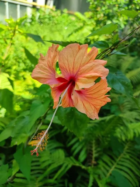 Orange Hibiscus Flower Plant Setting Garden — Foto Stock