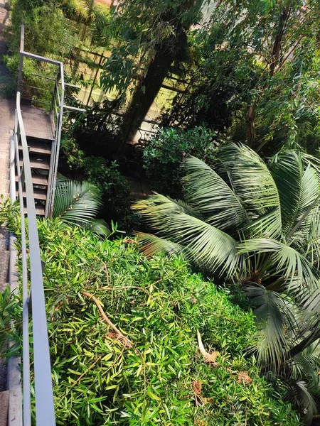 Pohled Skleník Tropických Rostlin Výšky — Stock fotografie
