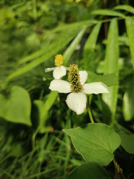 Houttuynia Cordate Une Fleur Blanche Tropicale Dans Environnement Végétal — Photo