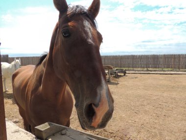 Atın yüzüne yakın çekim. Çayırdaki at. Atlar otluyor..