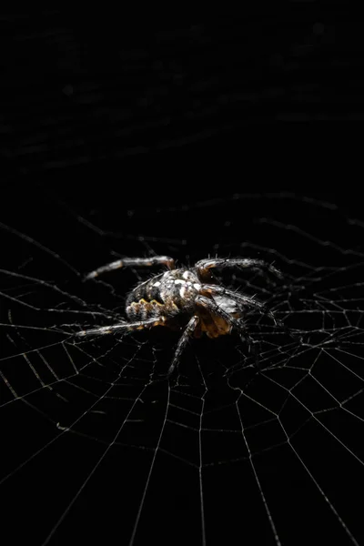Pók Neten Van Makro Fotózás Egy Pókról Pók Egy Fekete — Stock Fotó