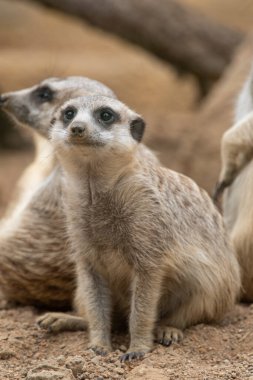 The meerkat stands on its hind legs. The meerkat sitting. Cute animal in nature. Small animal in the wild nature. Group of meerkats. Small mammal suricate suricata