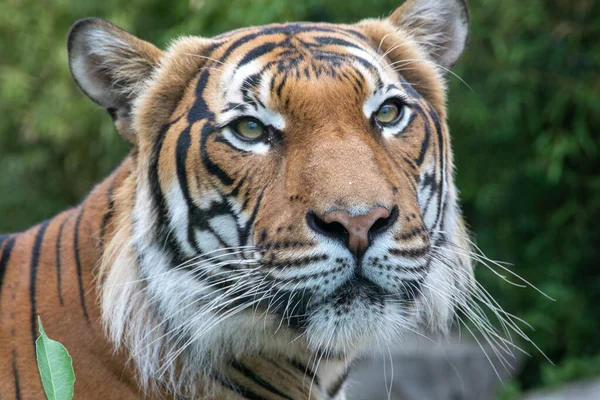 Tiger in the wild. The tiger is looking at the camera. Shooting a tiger in nature. Tiger in the forest. Wild animal in nature. Shooting a predator. Closeup animal wildlife.