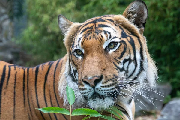 Tiger in the wild. Shooting a tiger in nature. Tiger in the forest. Wild animal in nature. Shooting a predator. Closeup animal wildlife.