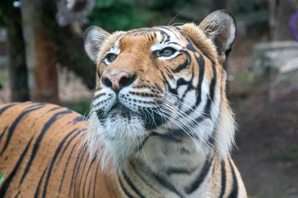 Tiger in the wild. Shooting a tiger in nature. Tiger in the forest. Wild animal in nature. Shooting a predator. Closeup animal wildlife.