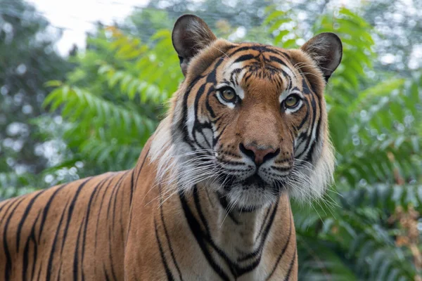 Tiger in the wild. The tiger is looking at the camera. Shooting a tiger in nature. Tiger in the forest. Wild animal in nature. Shooting a predator. Closeup animal wildlife.