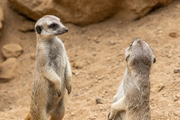 Meerkat Stands Its Hind Legs Meerkat Sitting Cute Animal Nature —  Fotos de Stock